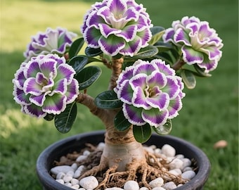 Bulbos de Rosa do Deserto (Pacote com 2) - Espécime raro e resistente para um jardim mágico em vasos, tanto em ambientes internos quanto externos, em varandas e jardins.