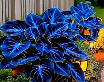 Midnight Blue Hosta Seeds 200+ – Perennial Shade Garden Plant, Heirloom
