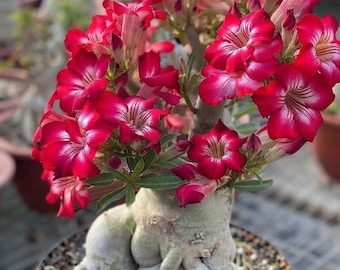 Adenium Bonsai Seeds - 15 Desert Rose Flowering Tree Seeds
