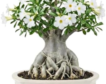 Desert Rose Live Plant | Adenium Obesum Succulent | Flowering Bonsai Style Plant
