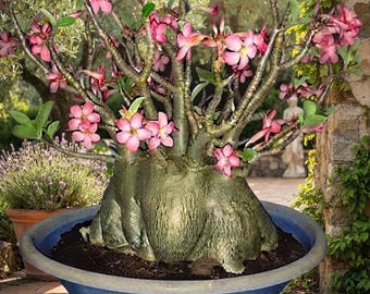 Adenium Arabicum Live Plant | Rooted Desert Rose Seedling for Indoor & Outdoor