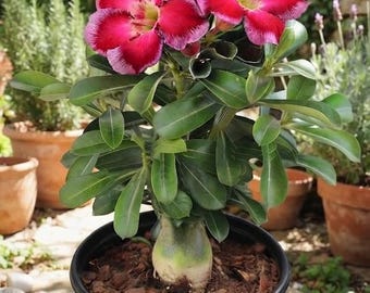 Pink Desert Rose Live Plant - Adenium Succulent in 1 Gallon Pot