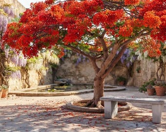 Royal Poinciana Seeds - Delonix Regia Flame Tree 25 Seeds