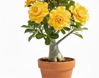 Double Yellow Desert Rose Plant Live | Adenium Succulent | Well Rooted Flowering Plant