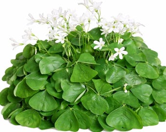 Confezione da 20 bulbi di Oxalis Regnellii Lucky Shamrock - Pianta di trifoglio a fiori bianchi
