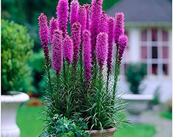 Purple Blazing Star Liatris Spicata Bulbs - 5 Perennial
