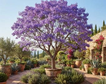 Jacaranda Tree Live Plant - Ornamental Flowering Landscape Tree