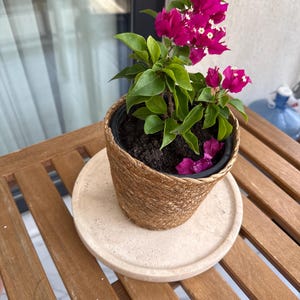 Puede incluir: Una planta de buganvilla en maceta con br&aacute;cteas de color magenta vibrante y peque&ntilde;as flores blancas, dentro de una cesta tejida de color canela. La planta est&aacute; en una maceta de pl&aacute;stico negra sobre una bandeja circular de piedra beige.