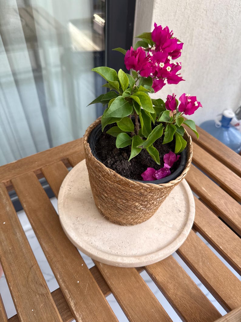 Puede incluir: Una planta de buganvilla en maceta con br&aacute;cteas de color magenta vibrante y peque&ntilde;as flores blancas, dentro de una cesta tejida de color canela. La planta est&aacute; en una maceta de pl&aacute;stico negra sobre una bandeja circular de piedra beige.