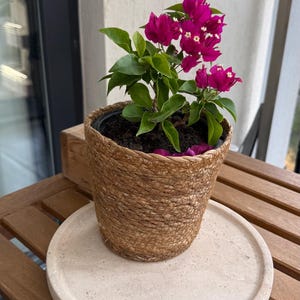 Puede incluir: Una vibrante planta de buganvilla con flores de color magenta brillante y hojas verdes, en una maceta de fibra tejida de color canela. La planta est&aacute; centrada en una bandeja de piedra circular de color beige claro, lisa y porosa.