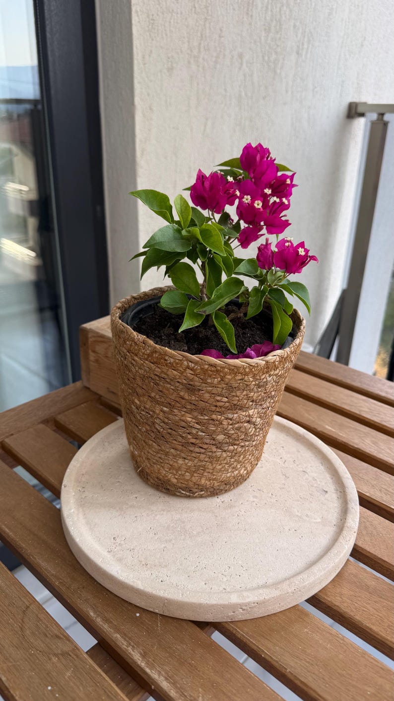 Puede incluir: Una vibrante planta de buganvilla con flores de color magenta brillante y hojas verdes, en una maceta de fibra tejida de color canela. La planta est&aacute; centrada en una bandeja de piedra circular de color beige claro, lisa y porosa.