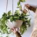 see more listings in the Hanging Ceramic Planters section