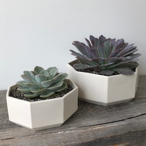 White Porcelain Octagon Succulent Planter: Modern Tabletop Decor