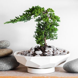 Large bonsai pots discount