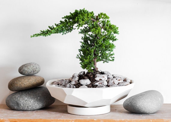 Geo Prism Bonsai Planter, Vaso per bonsai in ceramica, Grande fioriera in  ceramica bianca poco profonda -  Italia