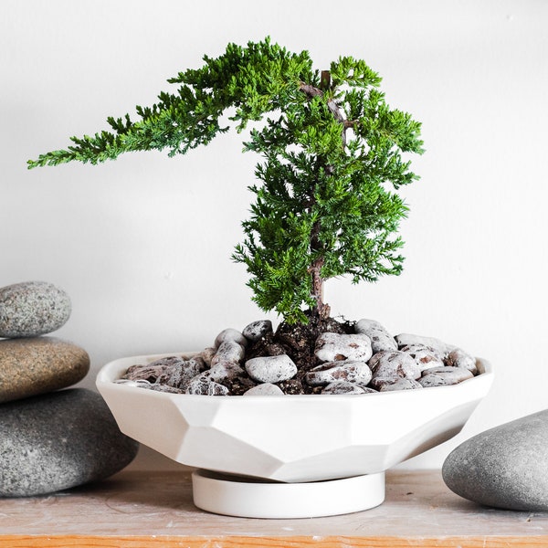 Geo Prism Bonsai Planter, Ceramic Bonsai Pot, Large shallow white ceramic planter