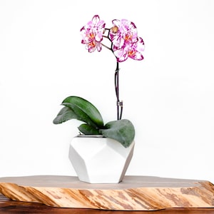 Orchid Ceramic Plant Pot, Geodesic Porcelain Planter, White Ceramic Planter, Modern Geo Planter, Pentagon