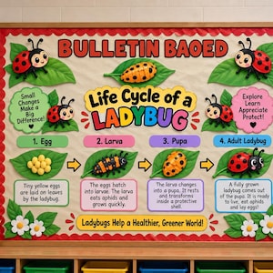 May include: A classroom bulletin board display titled Life Cycle of a Ladybug, featuring colorful cutouts of ladybug growth stages from egg to adult. The board includes text descriptions for each stage, decorative green leaves, white flowers, and ladybug illustrations.