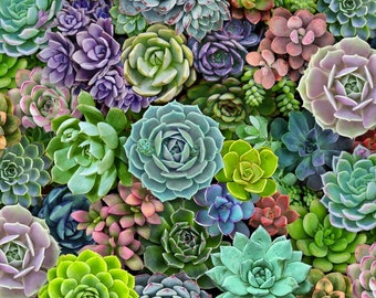 REMNANT Elizabeth's Studio Landscape Medley Succulent Multi