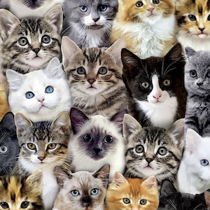 Timeless Treasures WILD CAT Packed Mixed Breeds of Cats Multi