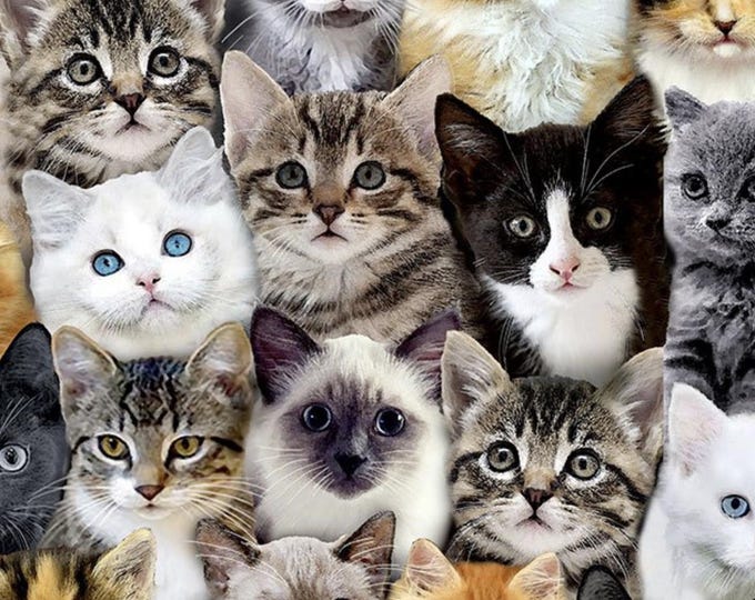 Multo Casts Timeless Treasures WILD CAT Packed Mixed Breeds of Cats Multi - Etsy