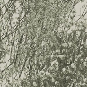 May include: Monochrome floral pattern featuring delicate white flowers and thin, dark stems. The design has a soft, muted color palette, creating a subtle and elegant aesthetic. The flowers are clustered, adding depth and texture to the overall composition.