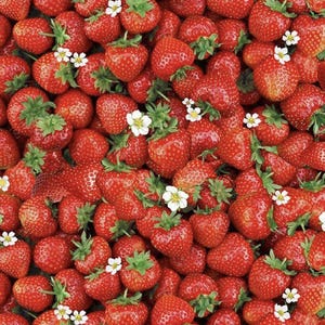 Timeless Treasures BERRY SWEET Packed Sweet Strawberries Red