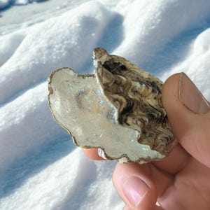 May include: An open oyster shell with a shimmering, iridescent interior and a gold-coloured edge. The shell's exterior has a brown and cream-coloured pattern. The shell is held in a hand against a blurred background of white and blue.