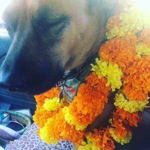 May include: A tan dog with a black muzzle wearing a garland of bright orange and yellow marigold flowers around its neck. The dog has its eyes closed and is wearing a dark collar with a small metal tag attached to the front of the neck strap.