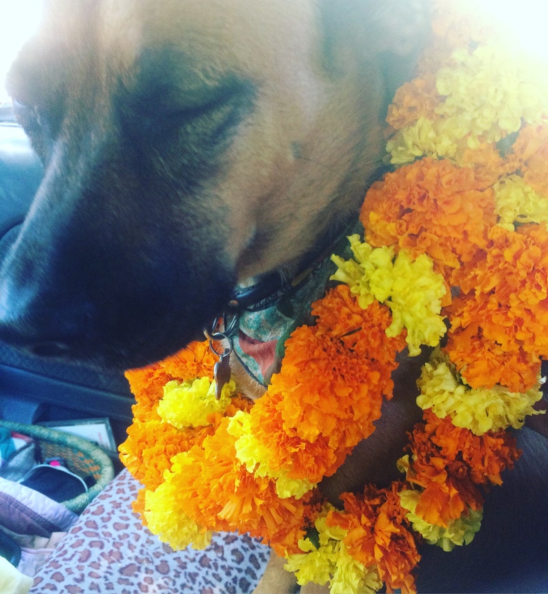 May include: A tan dog with a black muzzle wearing a garland of bright orange and yellow marigold flowers around its neck. The dog has its eyes closed and is wearing a dark collar with a small metal tag attached to the front of the neck strap.