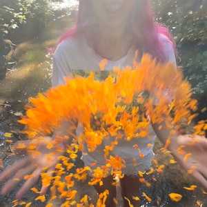 Marigold Petal Confetti BIG BOX eco friendly confetti bulk event size box