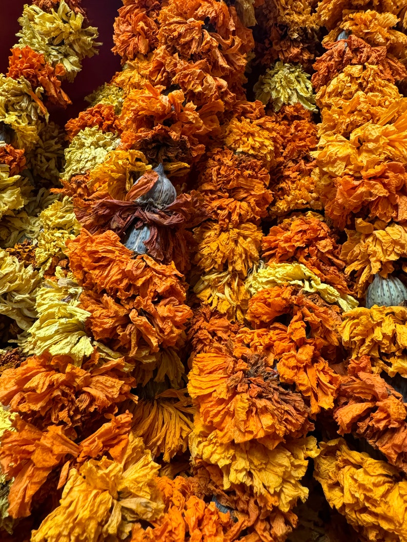 Real Marigold Garlands DRIED image 3