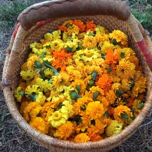 May include: A woven wicker basket filled with a dense collection of vibrant yellow and orange marigold flowers. The basket features a sturdy handle with wrapped detailing in red and tan fibres, containing numerous fresh blossoms with green stems.