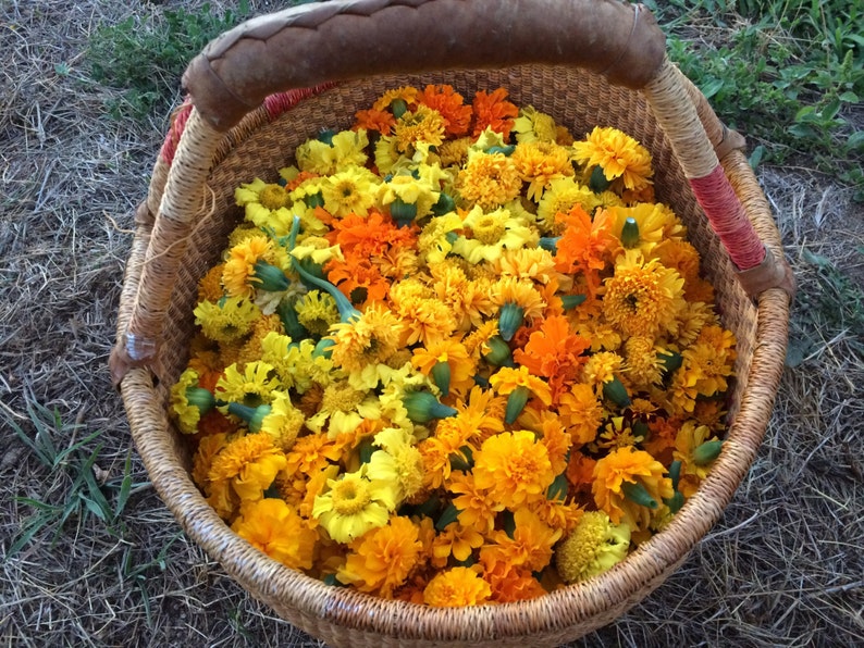 May include: A woven wicker basket filled with a dense collection of vibrant yellow and orange marigold flowers. The basket features a sturdy handle with wrapped detailing in red and tan fibres, containing numerous fresh blossoms with green stems.