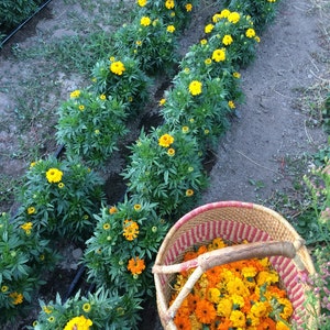 May include: A woven basket filled with harvested bright orange and yellow marigold flowers sits beside rows of green marigold plants growing in soil. The plants feature vibrant yellow blossoms and dark green foliage, with a black irrigation line visible.