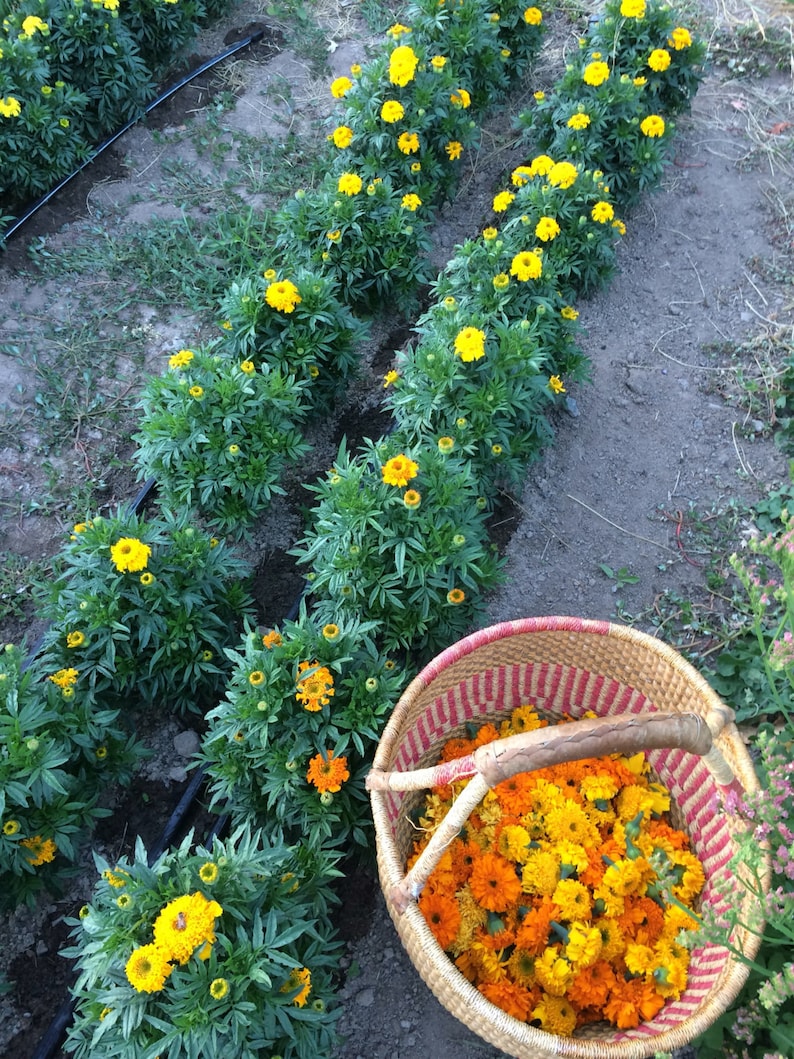 May include: A woven basket filled with harvested bright orange and yellow marigold flowers sits beside rows of green marigold plants growing in soil. The plants feature vibrant yellow blossoms and dark green foliage, with a black irrigation line visible.