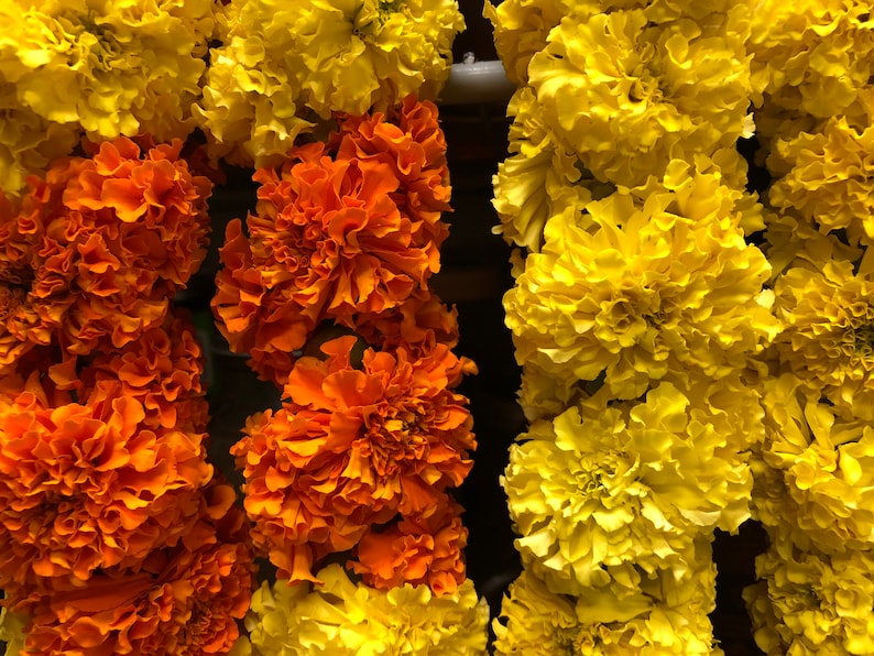 May include: A vertical arrangement of marigold flowers featuring dense, ruffled petals in vibrant shades of bright yellow and deep orange. The flowers are tightly packed together, creating a continuous, textured floral display with no visible stems.