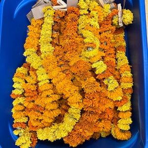 May include: Multiple marigold flower garlands in shades of yellow and orange, each featuring a small wooden clothespin at the top with a paper tag labeled MARIGOLD GARLAND, all contained within a large, rectangular, blue plastic storage bin.