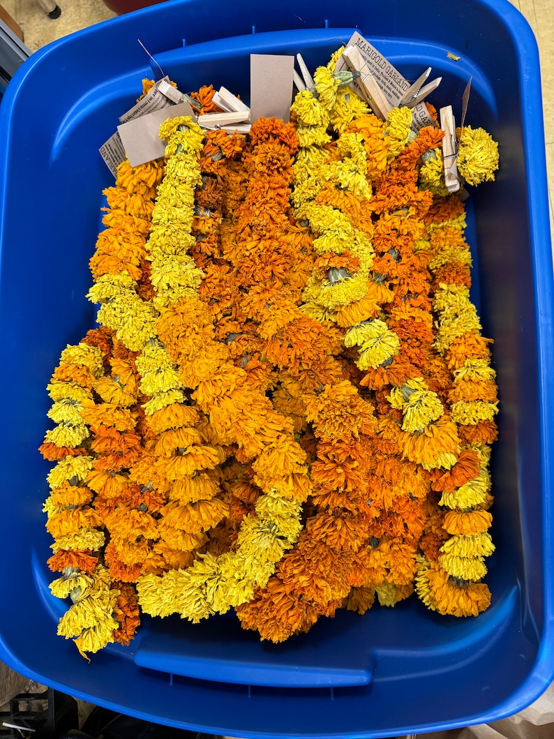 May include: Multiple marigold flower garlands in shades of yellow and orange, each featuring a small wooden clothespin at the top with a paper tag labeled MARIGOLD GARLAND, all contained within a large, rectangular, blue plastic storage bin.
