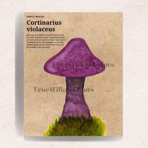 May include: A print featuring a purple mushroom, labeled "Cortinarius violaceus," with text about its appearance. The mushroom is depicted with a textured, violet cap and stem, set against a tan background. The base of the mushroom rests on green moss.