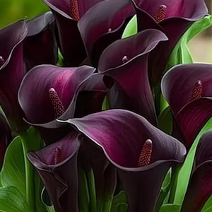 Bulbos de cala negra para plantar – Bulbos de flor de zantedeschia de color púrpura oscuro para jardín, patio, macetas y jardineras de interior.