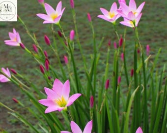25 Zwiebeln der Rosa Regenlilie (Zephyranthes robusta) – Winterharte, mehrjährige Blumenzwiebeln für Garten und Landschaftsgestaltung