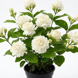 Jazmín de doble floración, planta viva de 10 a 15 cm de altura – Planta de flores blancas fragantes para interiores y exteriores.
