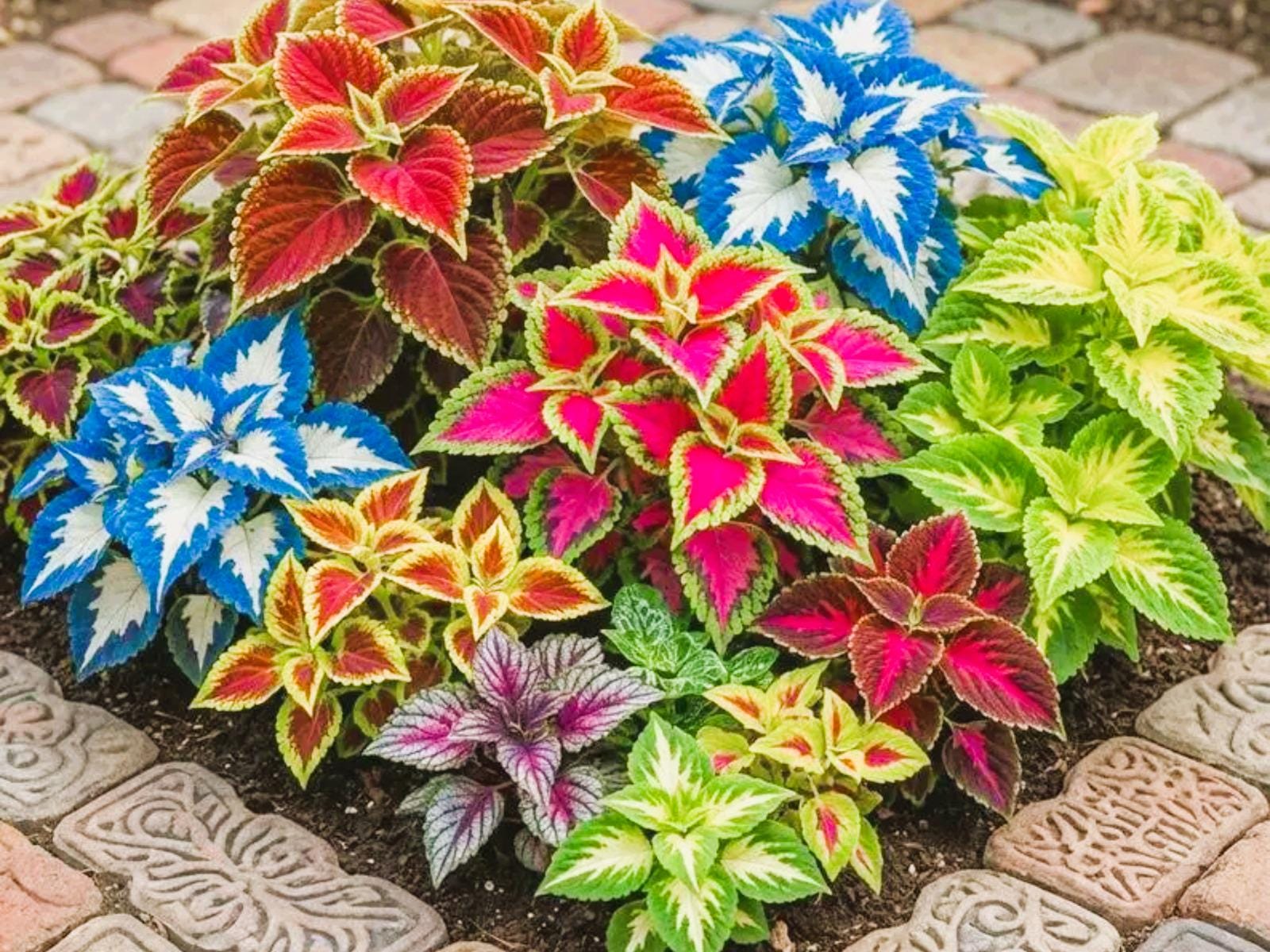 コリウス 生きた植物 - Etsy 日本