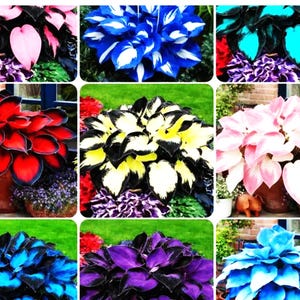 Peut inclure: Un collage de neuf images présentant différentes plantes Hosta. Les plantes affichent une gamme de couleurs, notamment rose, bleu, rouge, violet et jaune, avec des bords de feuilles contrastés. Les plantes sont en pots, sur fond d'herbe verte et d'une fenêtre.