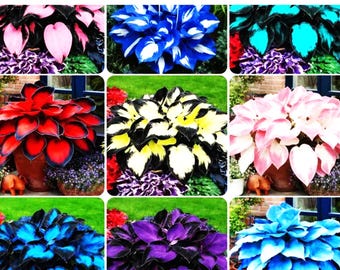 Rare Color Hosta Seeds Mix – Exotic Shade Loving Perennial Plants, Easy Grow Decorative Foliage for Garden & Containers