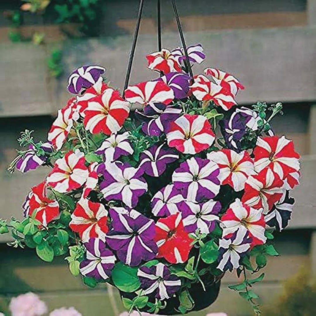 Starfall Flowe Rshop Petunia Starfall Mix Seeds – Annual Flower Seeds for Garden Beds ...