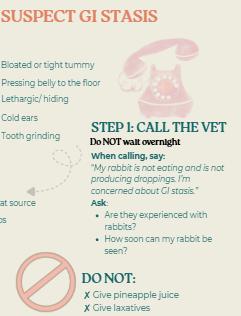 Rabbit GI Stasis Emergency Guide – Symptoms, Actions, Checklist (PDF ...