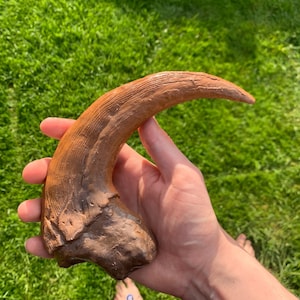 May include: A large, curved, brown claw with a textured surface. The claw is held in a hand against a backdrop of green grass. The claw has a light brown tip and a darker brown base.
