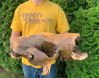 Lebensgroße 22-Zoll-3D-gedruckte Riesenfaultier-Schädelreplik - Fossile CT-Untersuchung Von fossilem, handbemaltem Megatherium in Museumsqualität